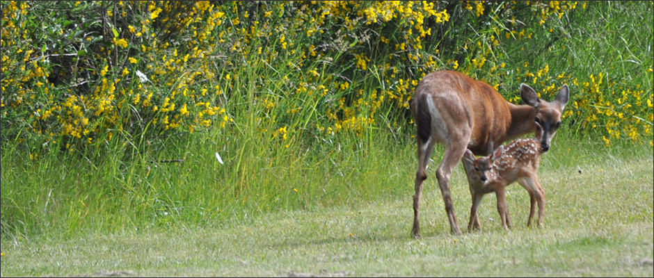 Comox Valley Wildlife deer fawn